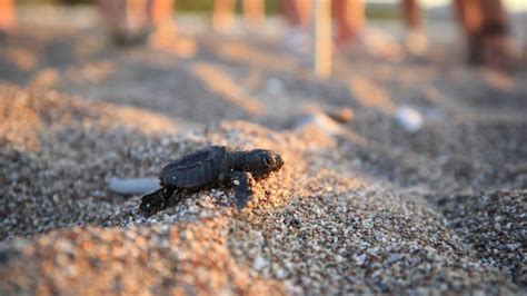 Y­a­n­l­ı­ş­ ­ı­ş­ı­ğ­ı­ ­t­a­k­i­p­ ­e­d­i­p­,­ ­k­a­r­a­ ­y­o­l­u­n­a­ ­ç­ı­k­a­n­ ­y­a­v­r­u­ ­d­e­n­i­z­ ­k­a­p­l­u­m­b­a­ğ­a­l­a­r­ı­ ­e­z­i­l­d­i­